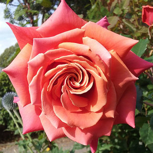Hybrid Tea Bush: Copperlights