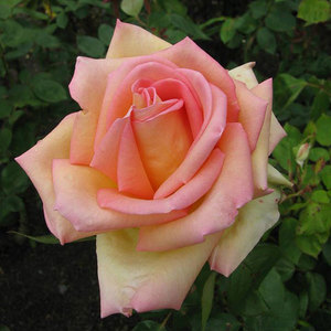 Hybrid Tea Bush: The Lady