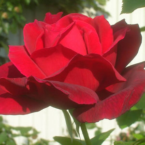 Highly Fragrant Roses: Esther