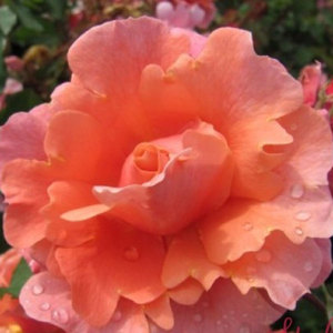 Floribunda Bush: Coventry Cathedral