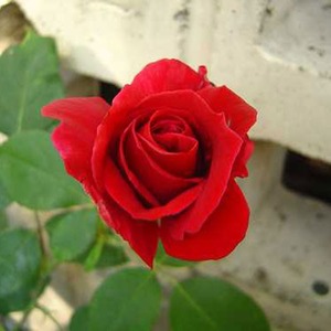 Highly Fragrant Roses: Ena Harkness