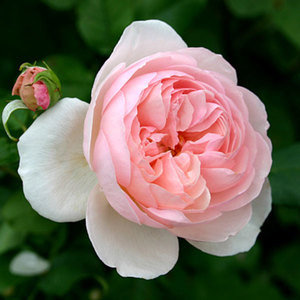 English Style Roses: Standard Ausblush