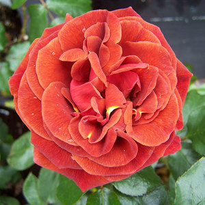 Floribunda Bush: Brown Velvet