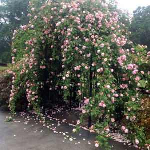 Highly Fragrant Roses: Albertine