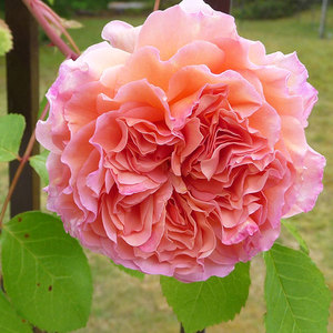 English Style Roses: Auscot