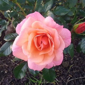 Floribunda Bush: Apricola