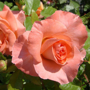 Floribunda Bush: Liverpool Echo