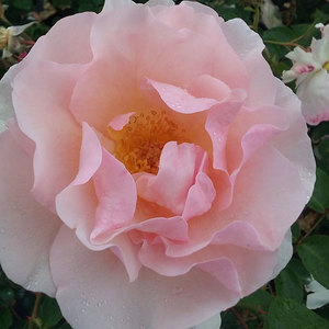 English Style Roses: Lucetta