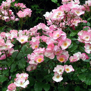 Floribunda Bush: Rosy Cushion