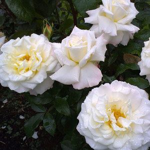 Highly Fragrant Roses: Titanic