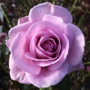 Highly Fragrant Roses: Standard Perfumed Kiss