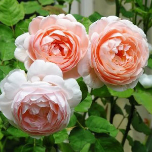 English Style Roses: Standard Austin Wonder