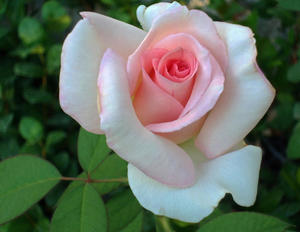 Hybrid Tea Bush: Bliss