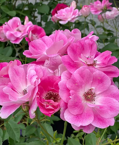 Floribunda Bush: Brilliant Pink Iceberg