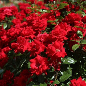 Hybrid Tea Bush: Crimson Bouquet