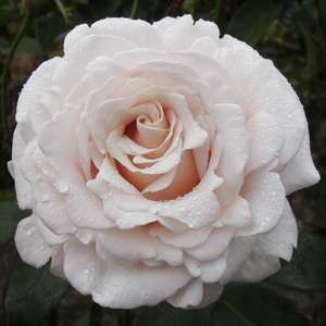 Highly Fragrant Roses: Silver Fern
