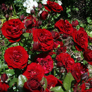 Floribunda Bush: Standard Intrigue (60cm)