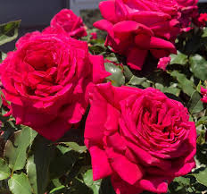 Highly Fragrant Roses: Magnifiscent