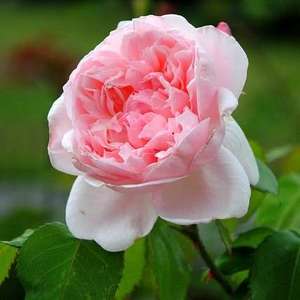 English Style Roses: Kathryn Morley