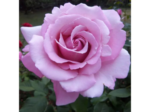 Highly Fragrant Roses: Memorial Day