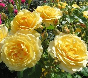 Floribunda Bush: My Dad