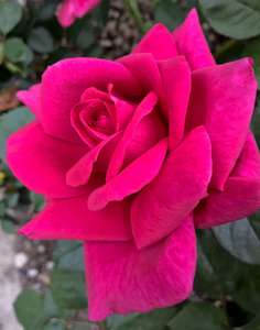 Highly Fragrant Roses: Fashion Scents