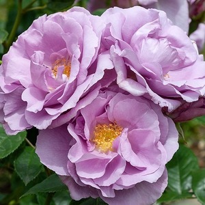 Floribunda Bush: Standard Forget me Not (60cm)