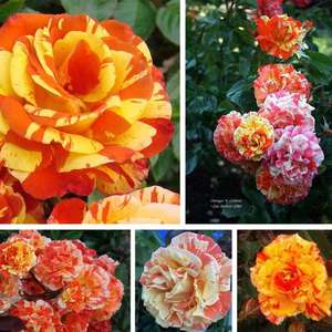 Products: Oranges & Lemons