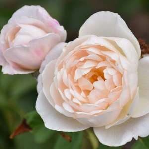 English Style Roses: Auskindling