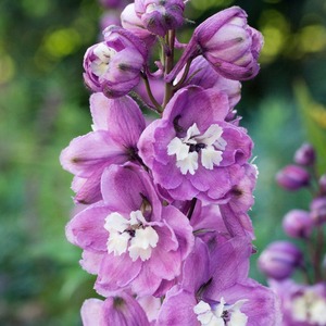 Delphinium Cherry Blossom