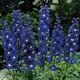 Delphinium Dark Blue