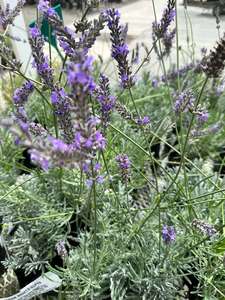 Lavender – Arabian Nights