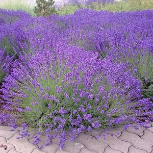 Lavender Munstead
