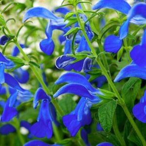 Products: Salvia Blue Angel