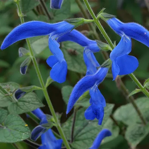 Products: Salvia Deep Blue