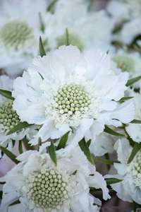 Products: Scabiosa Fama White