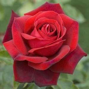 Climbers & Ramblers: Red Flame