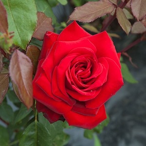 Highly Fragrant Roses: Standard Precious Platinum (80cm)