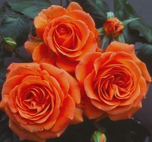 Products: Standard Ginger Kisses (80cm)