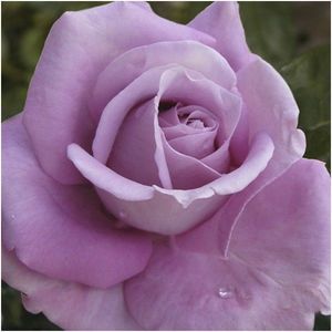 Bereavement: Heaven Scent