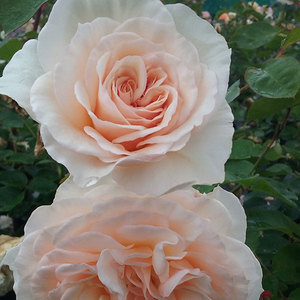 English Style Roses: Perdita