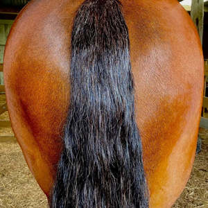 Eco Horse Conditioner Spray