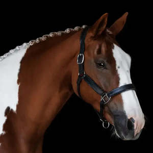 Halters: Vegas Leather Halter