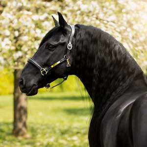 Halters: Bella Leather Halter