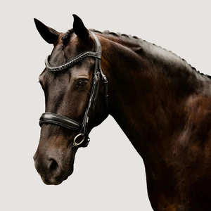 Bridles Accessories: Arcadia Cavesson Bridle