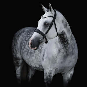 Abigail Convertible Bridle