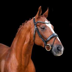 Bridles Accessories: Audrey Rolled Leather Bridle