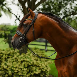 Cavesson: Delta Snaffle Bridle