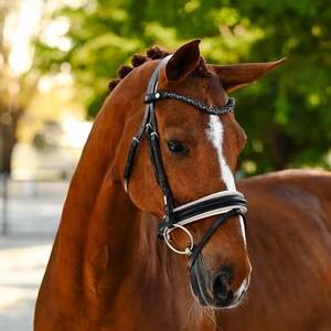Lumiere: Lumiere Sibella Hanoverian Bridle