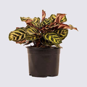 Gifts 30 50: Calathea Makoyana 14cm